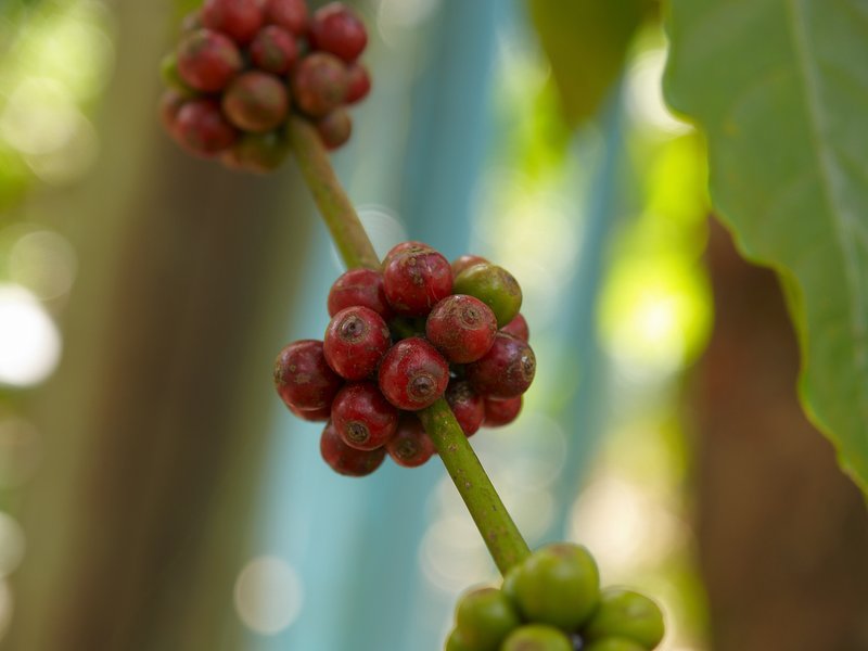 Bolaven Plateau, Coffee